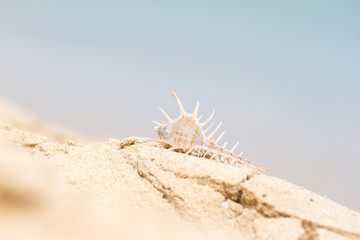 Bright seashell lies on the beach in the sand.