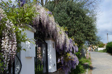 PRIMAVERA EN GREDOS Y CASTILLA