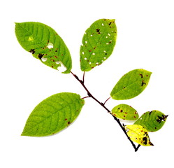 Branch from bird cherry tree on white background