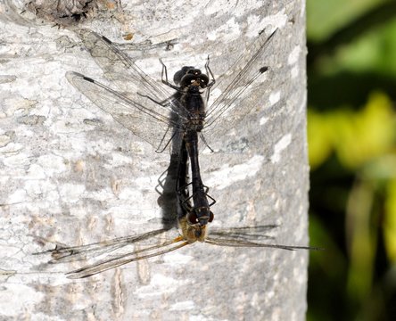 Black meadowhawk dragonfly Sympetrum danae mating