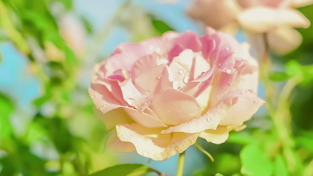 Rose flower blooming in sunset light.