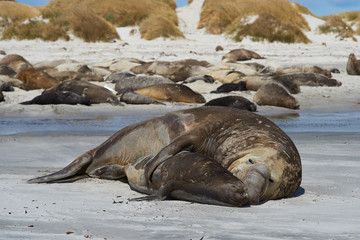 Southern Elephant Seals (Mirounga leonina) mating on a sandy beach on Sealion Island in the Falkland Islands.