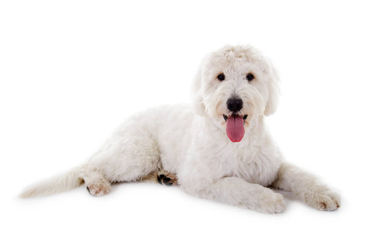 Liegender Goldendoodle