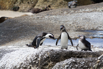Obraz premium Penguins at Colony in South Africa