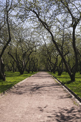 Fototapeta na wymiar Desert path in an apple-tree garden.