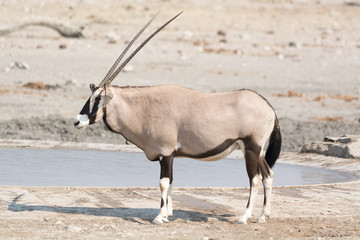 Orxy, Gemsbock at artificial waterhole in namibia