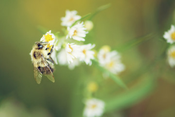Bee on tiny white flowers