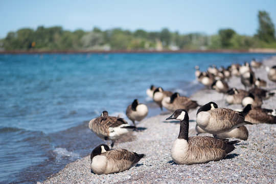 Canada geese gathered on the beach