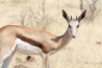 Springbok in Namibia