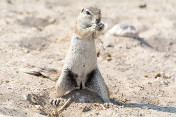 Ground Squirrel