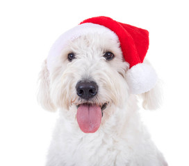 Wei&szlig;er Hund mit Nikolausm&uuml;tze