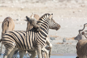 Fototapeta na wymiar Fighting Zebras in namibia