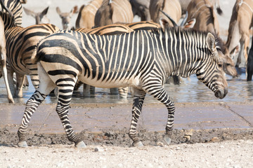 Fototapeta na wymiar zebra in Etosha National Park, Namibia