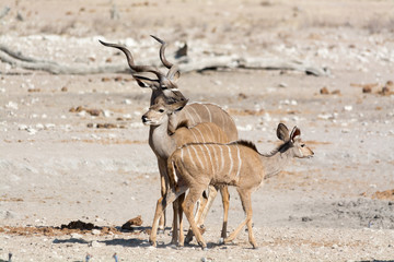 Kudu family in namibia