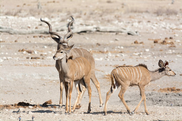 Kudu family in namibia