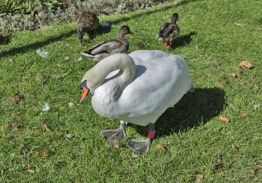ringed swan and wild ducks on the meadow