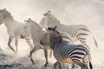 Zebras running, namibia, africa