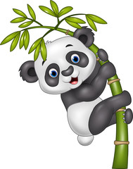 Cute funny baby panda hanging on the bamboo tree
