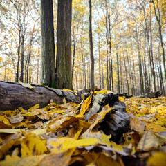 forest
