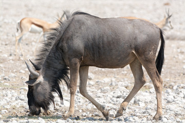 Blue Wildebeest in namibia, africa