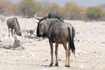 Blue Wildebeest in namibia, africa