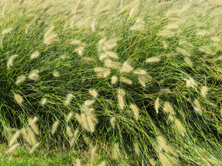 Thickets of decorative cereal herbs (Pennisetum afopecuroides)