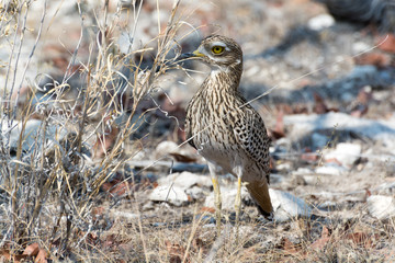 Spottet Thick Knee