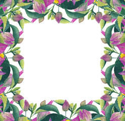 frame pink-purple flowering bougainvillea garden in watercolor style