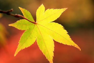 Fototapeta premium Close-up of Autumn foliage