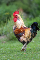 Close up of rooster on traditional rural poultry farm