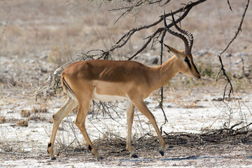 Blackfaced Impala Walking