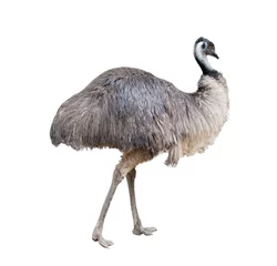 Fotobehang emoe geïsoleerd op witte achtergrond © anankkml