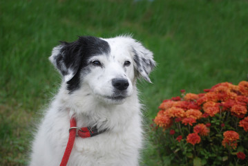 Pretty Pup Posing by Fall Flowers