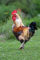  Close up  of a beauty rooster in the poultry yard