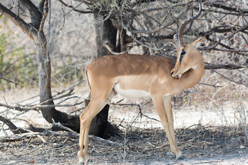 Blackfaced Impala Cleaning itself