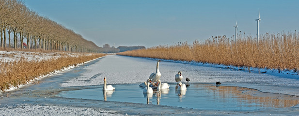 Swans swimming in a frozen canal in winter