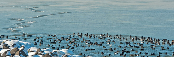 Birds swimming in a frozen lake in winter