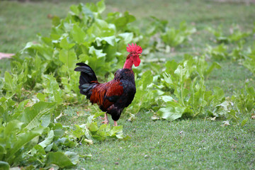 Beautiful rooster standing in the poultry yard