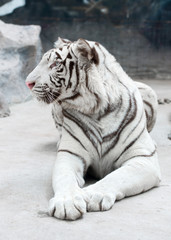 white bengal tiger