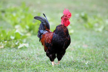 Colorful young cock standing on a background of green grass