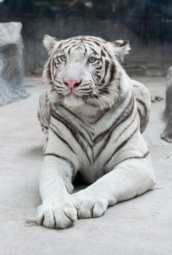white bengal tiger