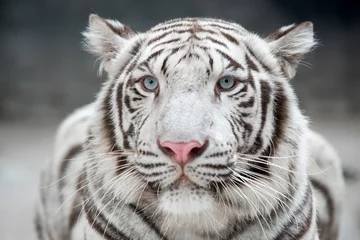 Papier Peint photo Lavable Tigre white bengal tiger