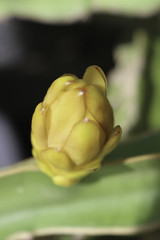  Hylocereus undatus (Haw) Britt. Rose