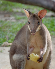 Red-legged pademelon closeup portrait