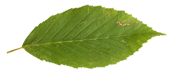 Green autumn leaf