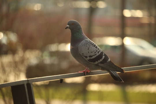 Eine Taube auf einem Brückengeländer in Eichstätt-Altmühltal