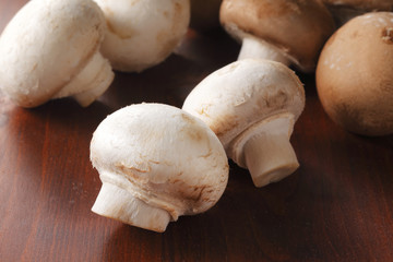 マッシュルーム　common mushroom