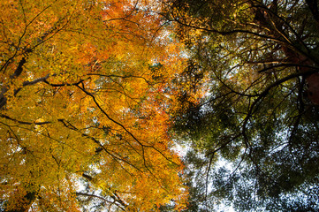 紅葉のせめぎあい