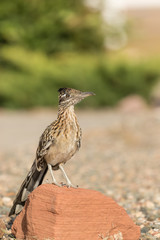 Greater Roadrunner