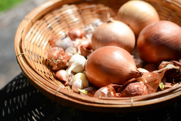 onion and garlic in basket